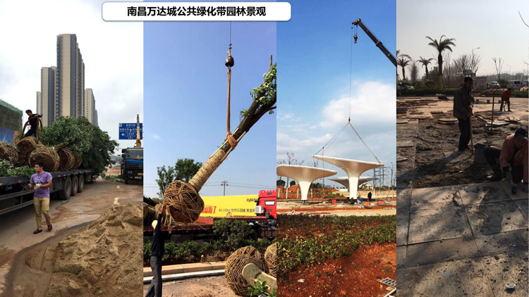 南昌萬達公共綠化_2.jpg